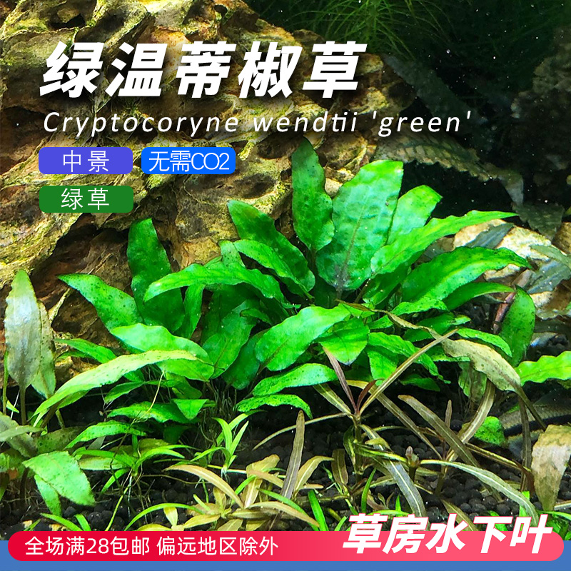 绿温蒂椒草小中景水下叶草鱼缸造景阴性水草泰国青椒迷你椒草