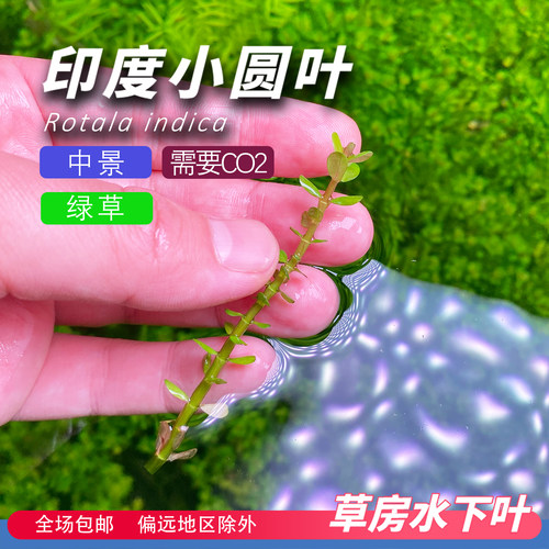 印度小圆叶水草中景水下叶
