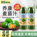 3月新日期上海乔康麦苗汁新鲜天然麦青汁青团专用艾草汁500ml清明