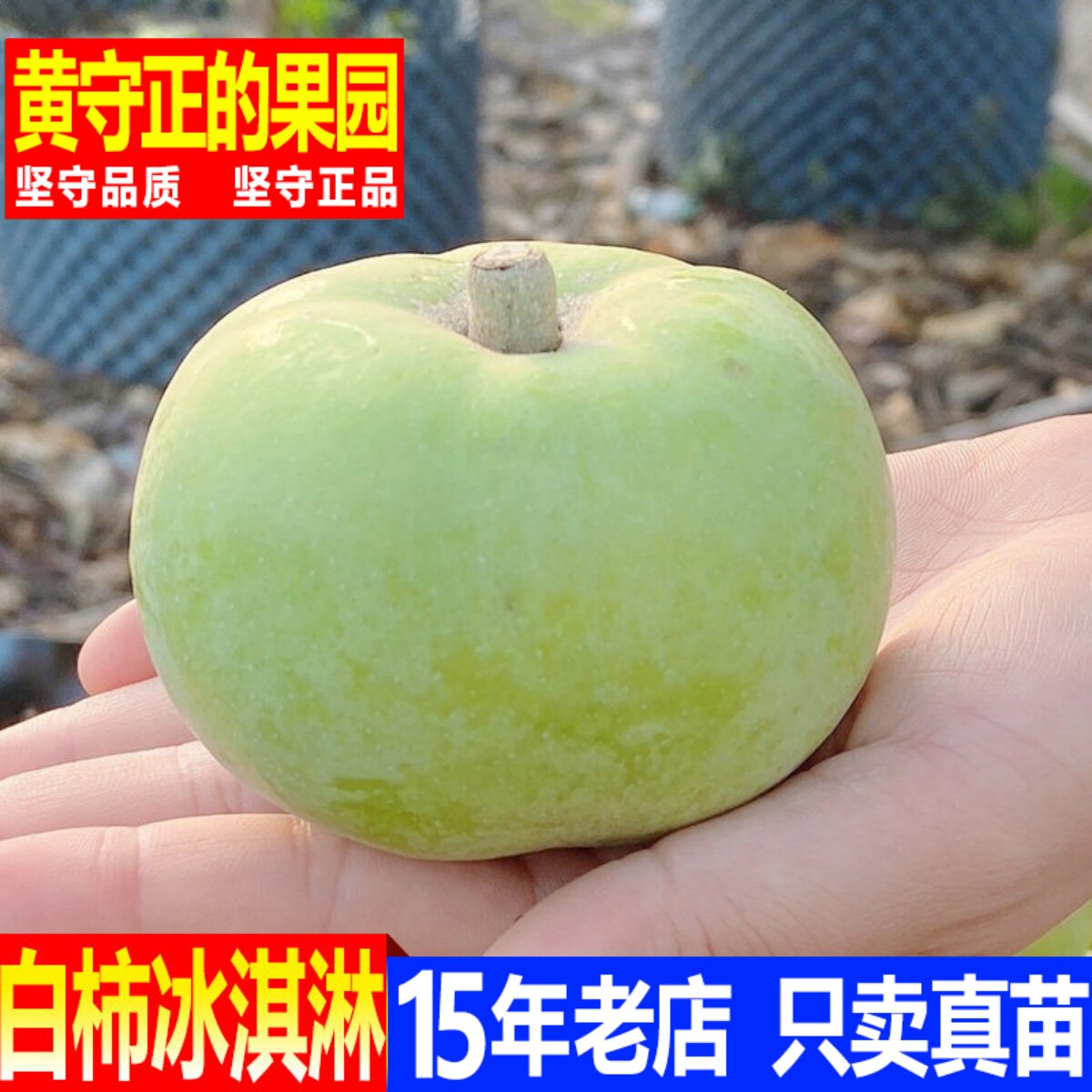 白柿果树苗 冰淇淋果苗 白柿苗 新品种巧克力果树苗南方种植地栽