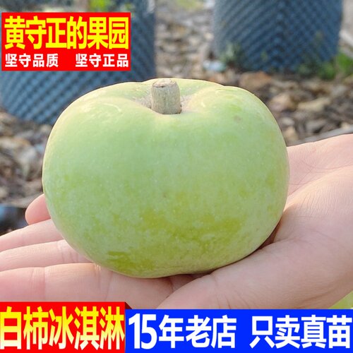 南方种植冰淇淋果苗白柿苗
