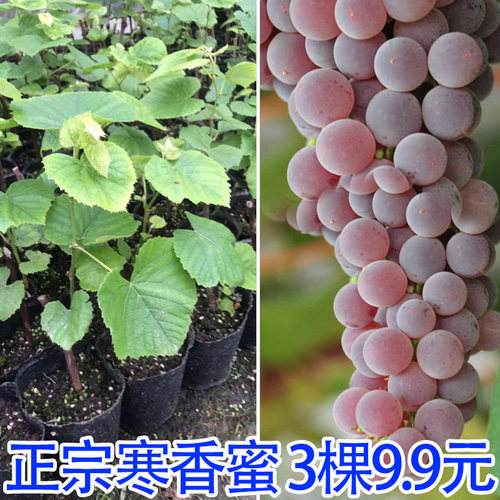 寒香蜜葡萄苗 阳台庭院种植 南方北方种植爬藤无籽葡萄果树苗带盆