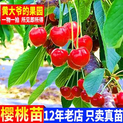 南方樱桃苗皇冠对版正宗