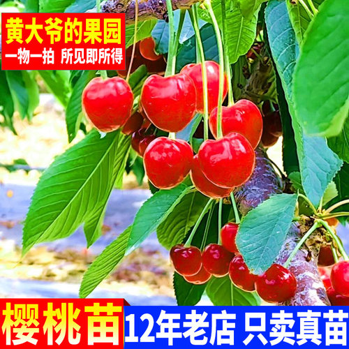 南方樱桃苗皇冠对版正宗