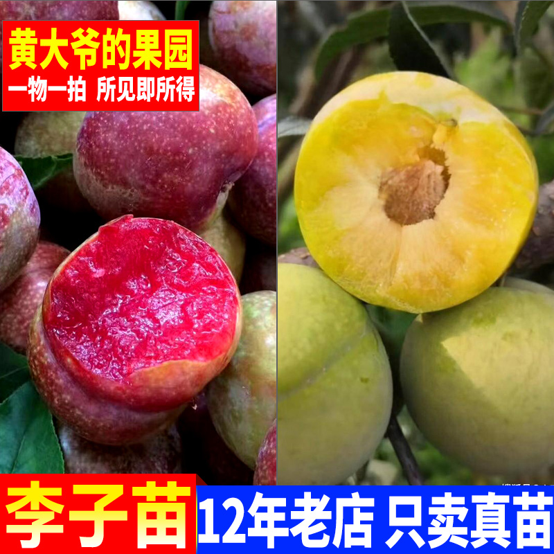 三华李树苗李子果树苗早熟迟熟水果盆栽地栽南北方庭院种植嫁接苗-封面