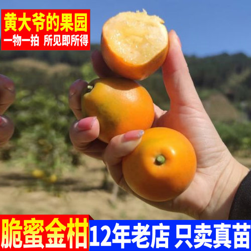 脆蜜金柑苗金桔无核嫁接苗柑桔