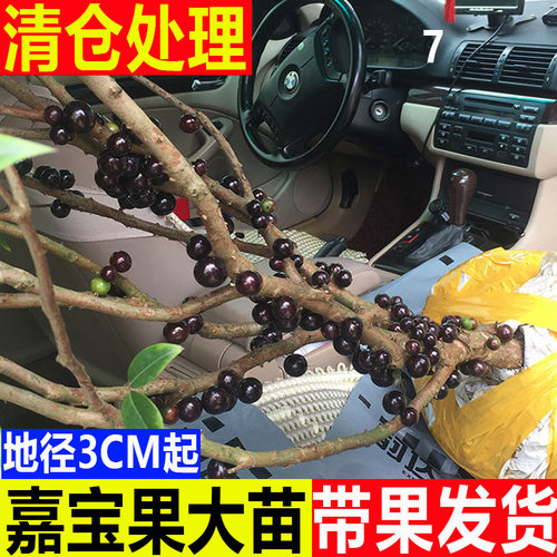 嘉宝果苗 树葡萄苗艾斯卡台湾四季嘉宝果大树苗当年结果 带果发货