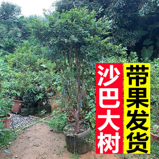 嘉宝果苗树葡萄苗沙巴大果台湾四季嘉宝果大树苗当年结果带果发货