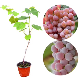 寒香蜜葡萄苗 南方北方种植爬藤无籽葡萄果树苗带盆 阳台庭院种植
