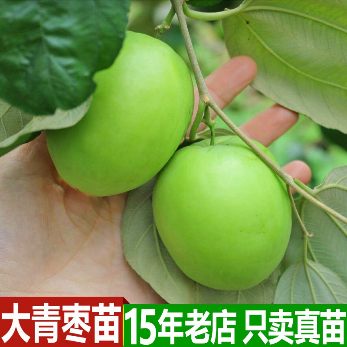 台湾大青枣树苗 蜜丝枣苗 庭院果树 嫁接树枣子苗 当年结果包成活