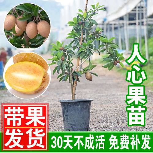 盆栽阳台品种水果超甜庭院树苗