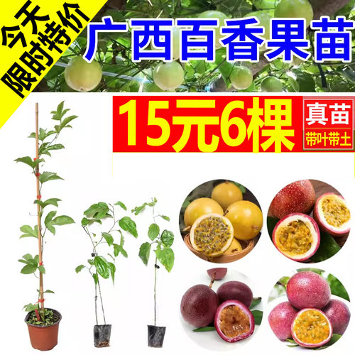 百香果苗 钦蜜九号黄金百香果苗 纯甜爬藤特大嫁接苗当年四季结果