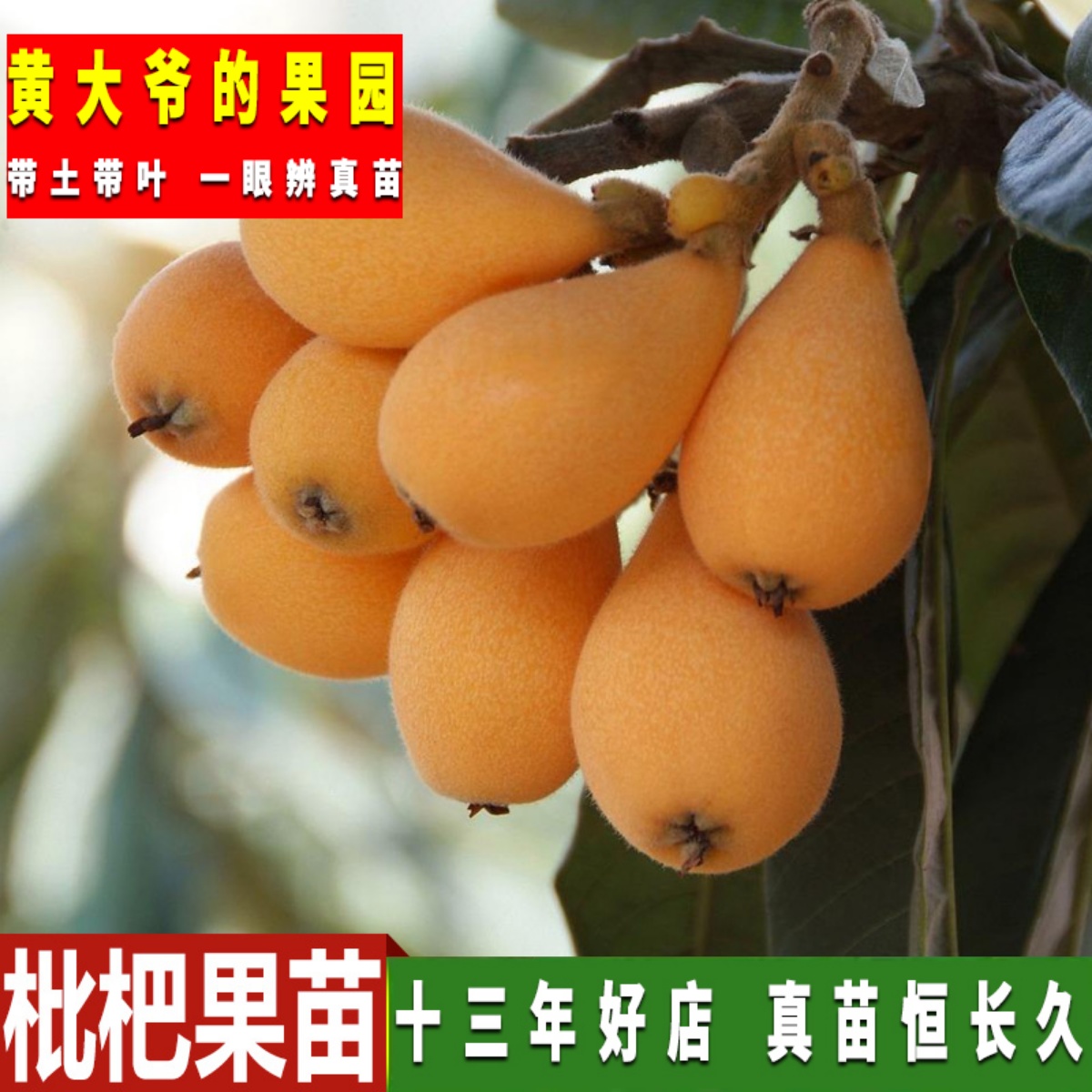 枇杷大五星白沙果树苗