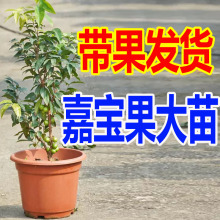 嘉宝果苗 树葡萄苗艾斯卡台湾四季嘉宝果大树苗当年结果 带果发货