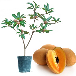 人心果苗大树苗优质盆栽阳台 品种水果王超甜人心果树苗庭院 树苗