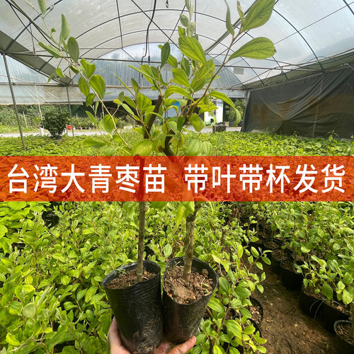 台湾大青枣树苗蜜丝枣包成活庭院