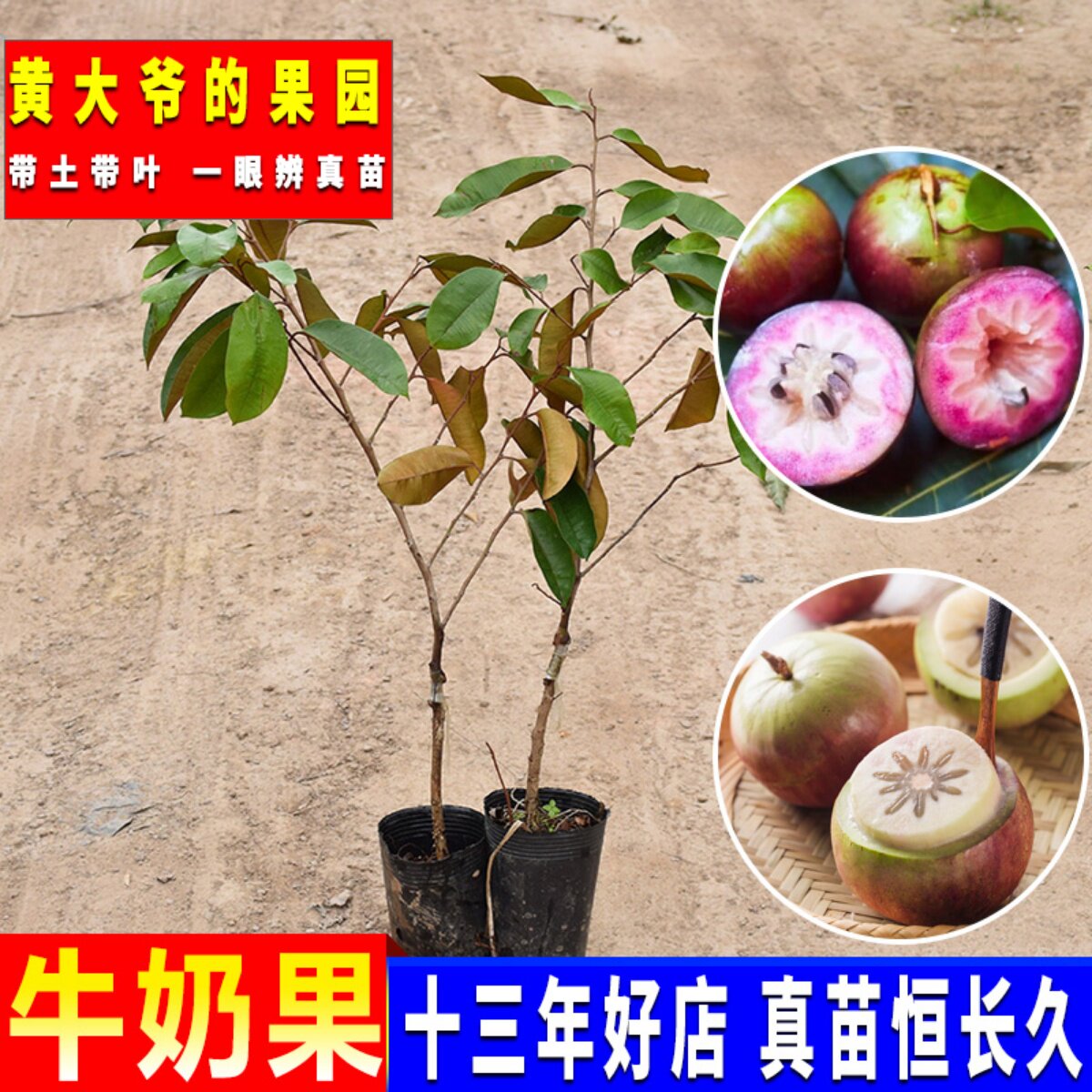 越南牛奶果嫁接苗 星苹果苗热带果苗 金星果 牛奶果树苗地栽