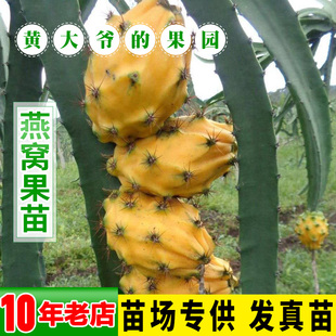 燕窝火龙果苗 麒麟果黄皮 红肉火龙果苗黄心果苗盆栽树苗四季结果