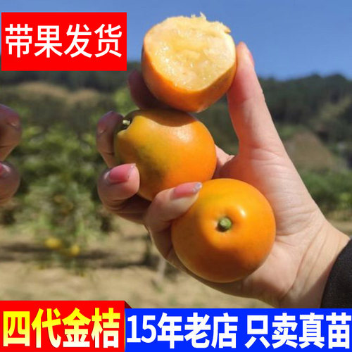 大果金桔苗金桔无核嫁接苗柑桔