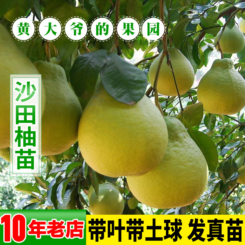 柚子树苗正宗容县三红青柚苗泰国