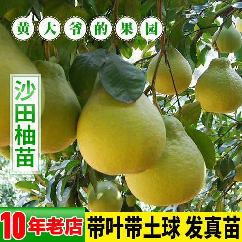 柚子树苗正宗容县三红青柚苗泰国