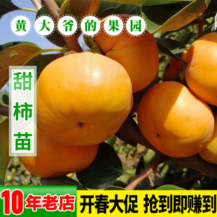 太秋甜柿树苗南北方庭院地栽特大果树活苗盆栽嫁接甜心脆柿