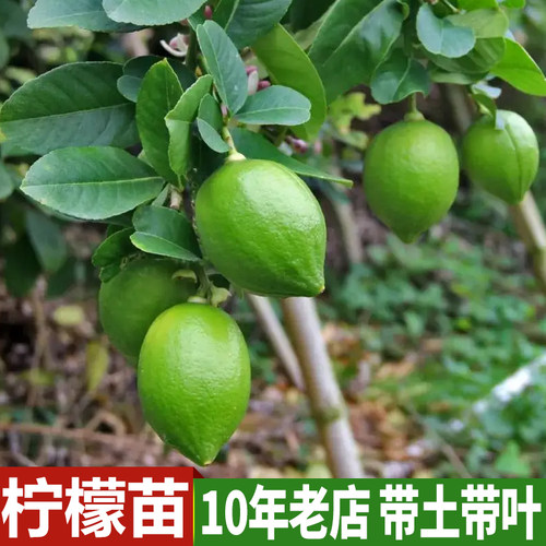 香水柠檬苗阳台室内盆栽果树