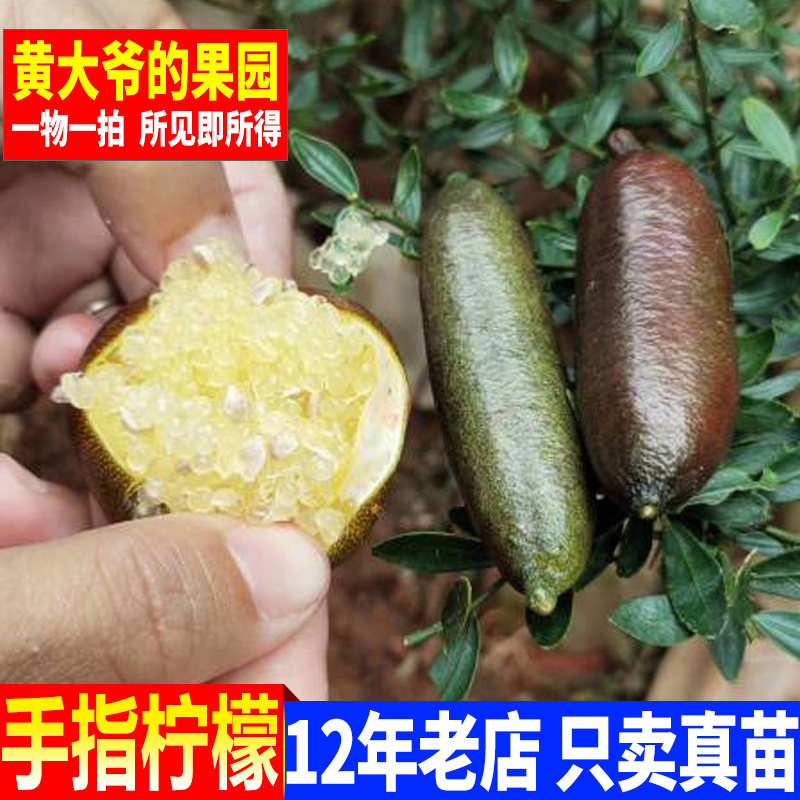 澳洲手指柠檬树苗 新品种手指柠檬苗指橙苗鱼子酱柠檬苗 当年结果