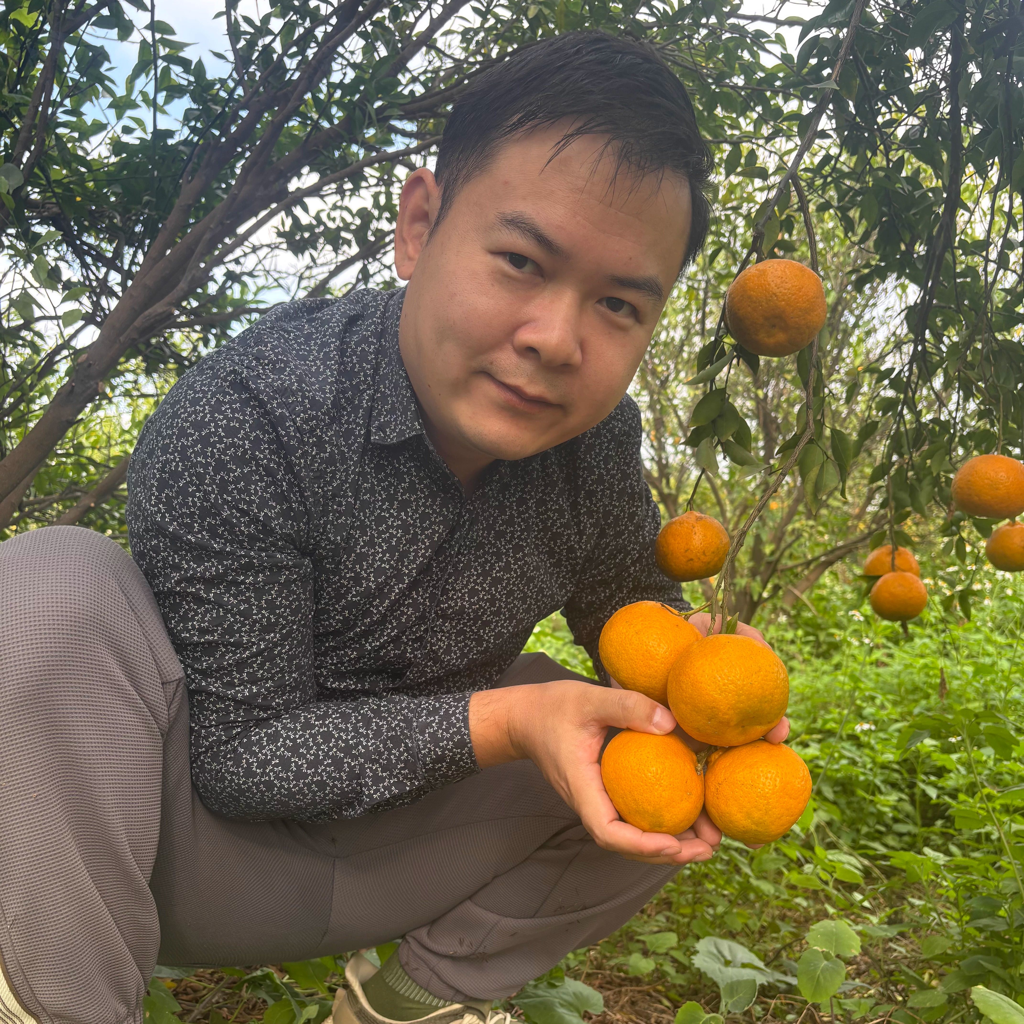 新会陈皮南坦产区狗腩冬后大红鲜果  现摘现发  南坦岛果园大红皮