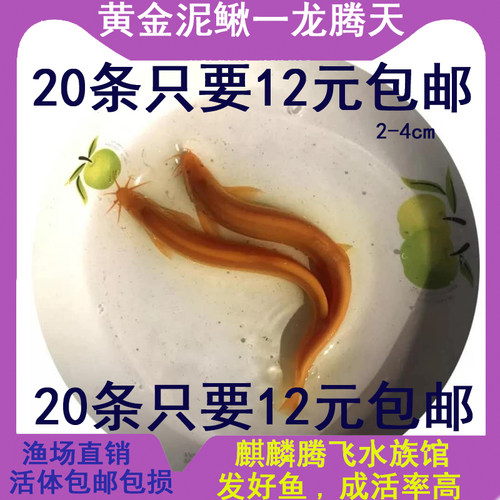 本命年冷水鱼小金龙泥鳅清道夫