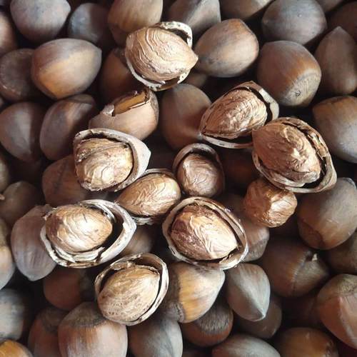 东北辽宁野生纯玉坠小榛子