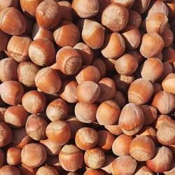 25年新货晒干脱水生坚果平欧大榛子烘焙香甜干果东北辽宁桓仁特产