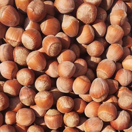 辽宁坚果干果桓仁大榛子恒禹臻