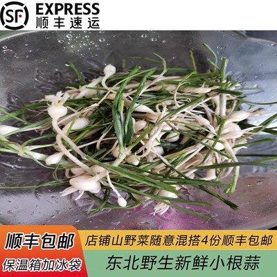 东北大脑瓜山野菜现挖新鲜野生