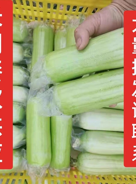 湖南白玉丝瓜新鲜福建蔬菜肉丝瓜牛奶丝瓜香丝瓜菜瓜湘菜家庭装