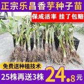 香芋苗 槟榔芋苗 大芋头芋头苗 张溪芋头苗 正宗乐昌炮弹芋头苗