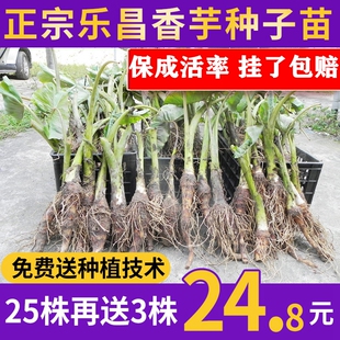 正宗乐昌炮弹芋头苗 张溪芋头苗  槟榔芋苗 香芋苗  大芋头芋头苗