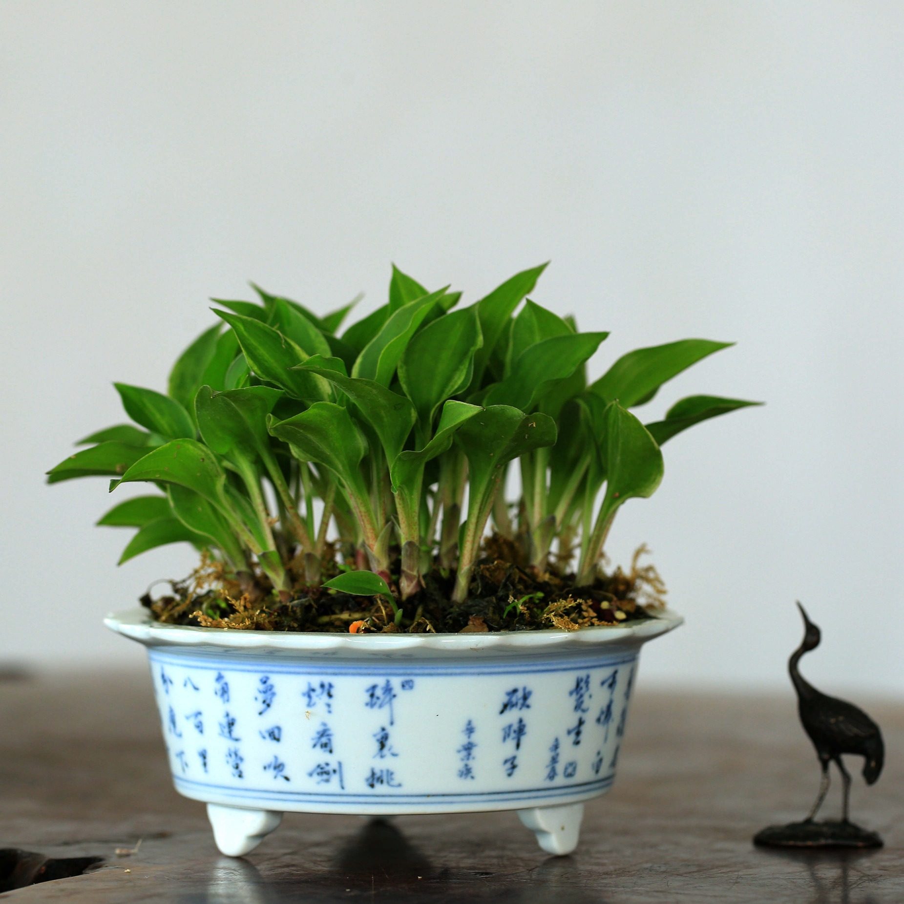 山居日本进口野草玉簪盆景