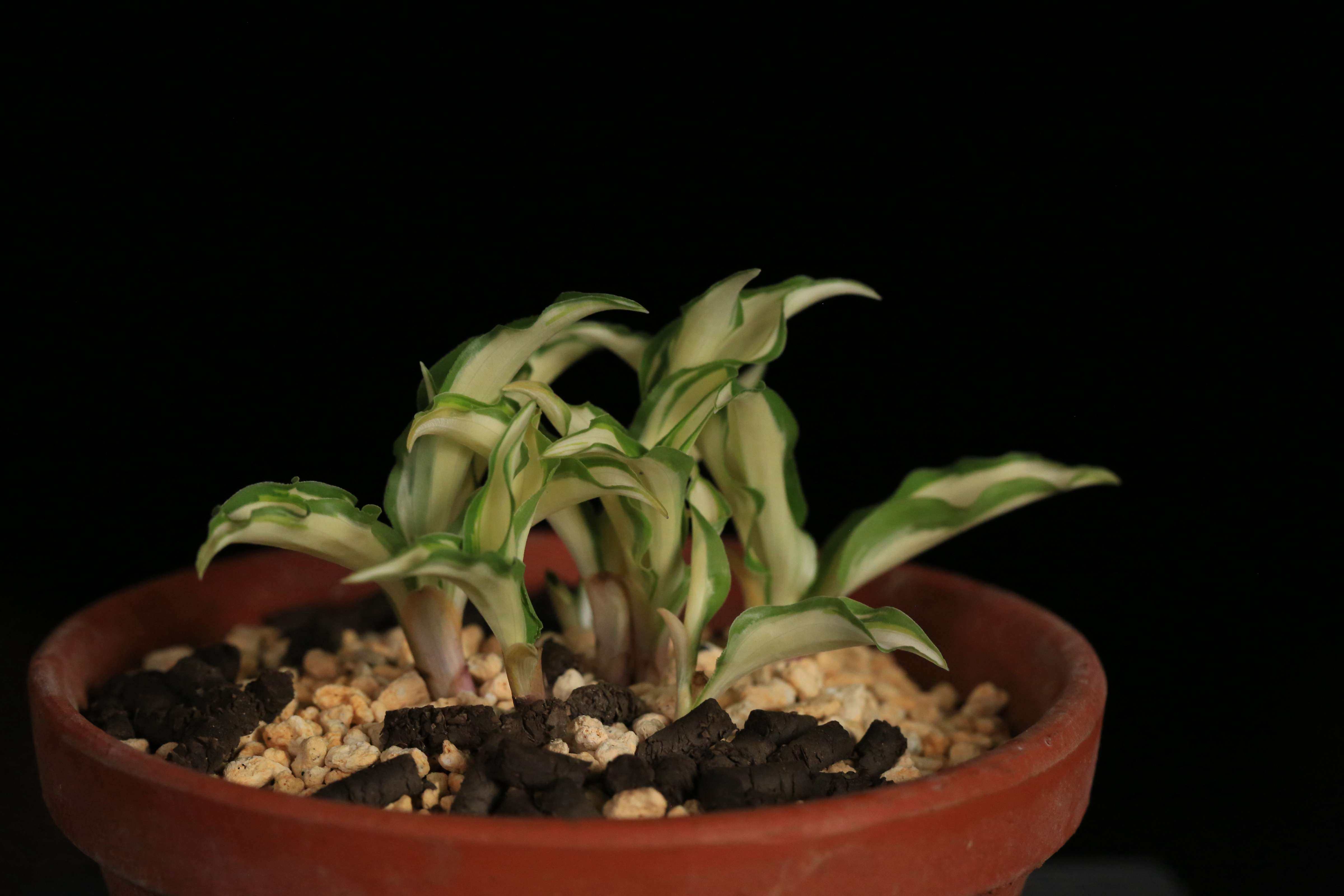 白中斑灵峰姬玉簪，金峰培养盆,鲜花速递/花卉仿真/绿植园艺,造型盆景,淘宝优惠券,粉丝福利购,淘宝优惠卷