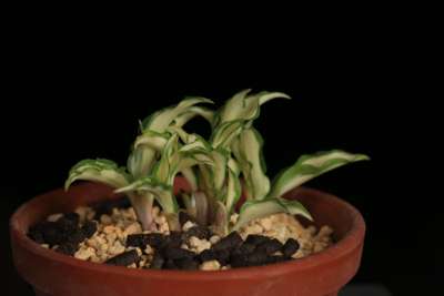 白中斑灵峰姬玉簪，金峰培养盆