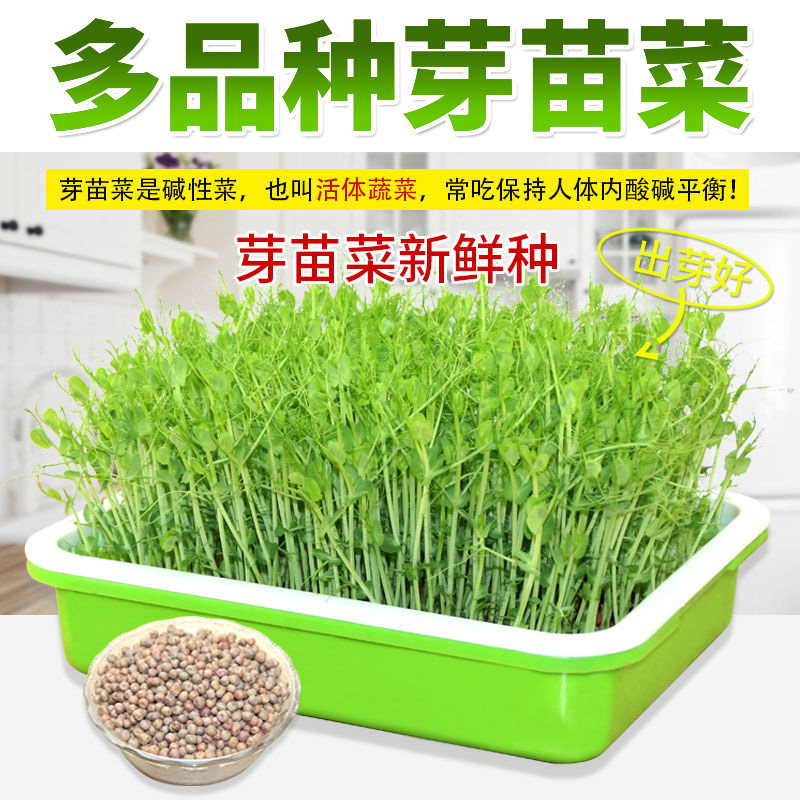 热销大麦小麦空心菜芽苗菜菜籽水培芽菜黄豆麻豌豆松柳绿豆白萝卜