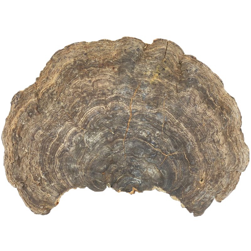 源滋福野生青芝龙芝海南产树舌青灵芝龙灵芝可切十五年老店实体店