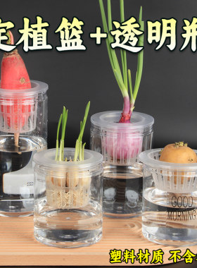 水培洋葱土豆红薯等塑料瓶子
