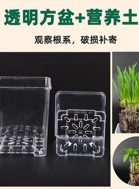 透明方盆花盆营养土塑料观察种子