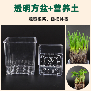 塑料透明方盆花盆营养土带土观察盒种子发芽儿童种植小盆栽幼儿园
