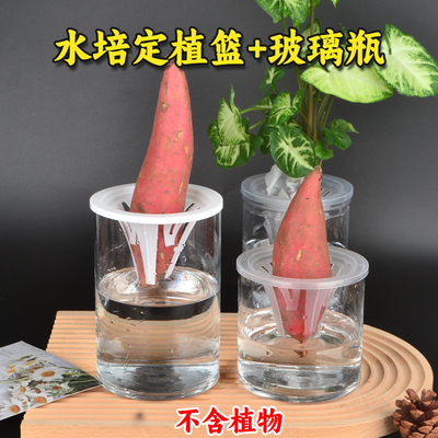 水培红薯萝卜玻璃瓶含定植篮