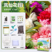 凤仙花儿童套装 种植盆栽透明观察盆栽小学生花苗