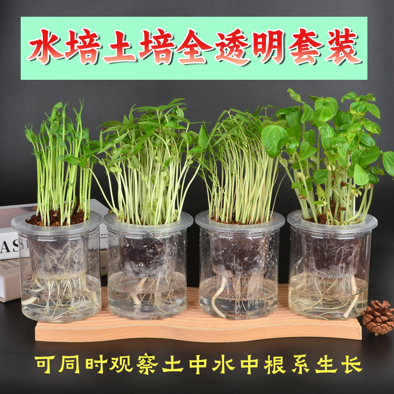 全透明水培豆子蔬菜土培观察套装