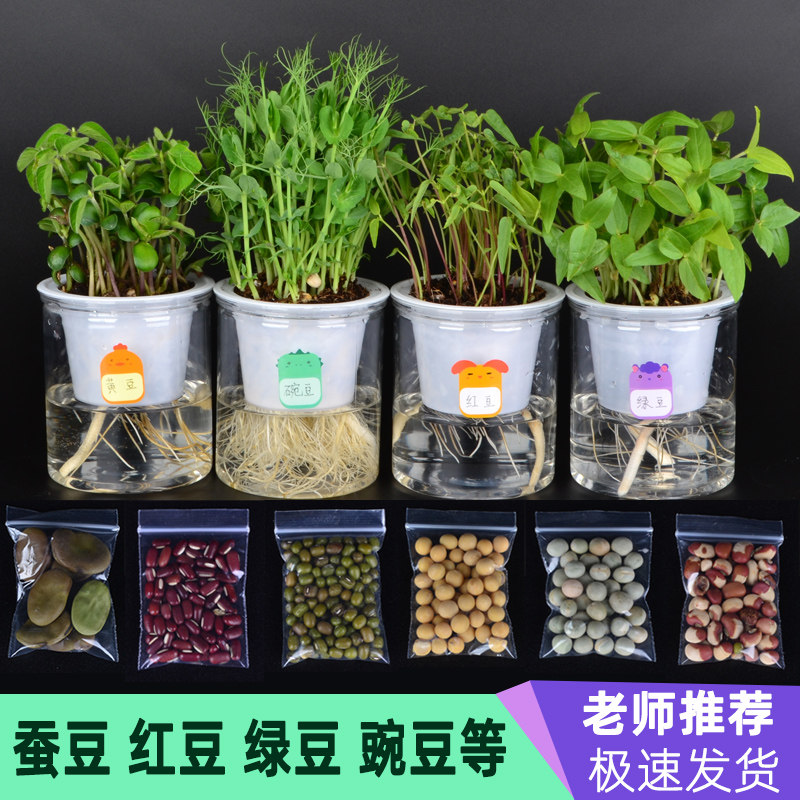 绿豆蚕豆豌豆红黄芸豆懒人盆水培