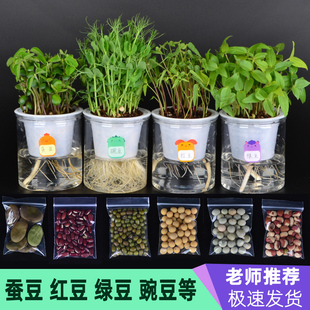 绿豆蚕豆豌豆红黄芸豆类幼儿园小学生观察水培种子籽盆栽绿植物角